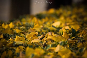 DSC07475.jpg