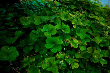 DSC09353.jpg