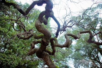 DSC09137.jpg