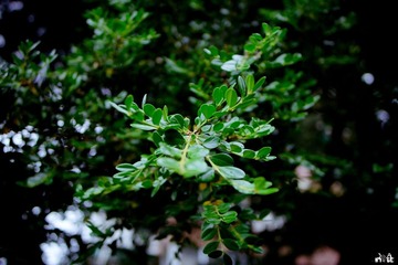 DSC02476.jpg