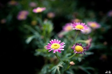 DSC03086.jpg