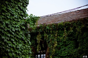 DSC04262.jpg