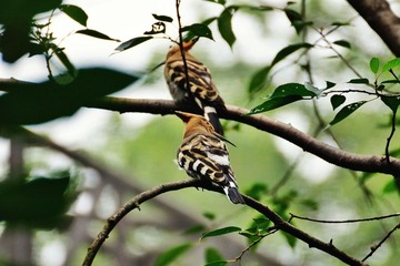 DSC00237_1