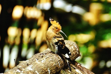 DSC00278_1