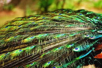 DSC00374_1