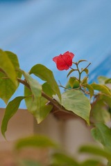 DSC01351_副本.jpg