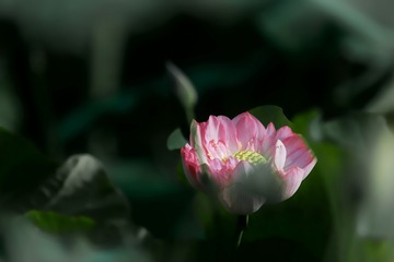 _DSC3729