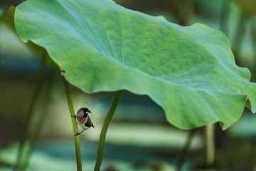 _DSC0981