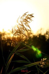 IMG_0381.jpg