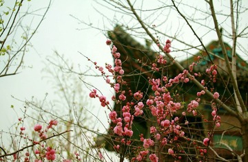 IMG_2620a.jpg