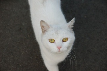 DSC_0425.JPG