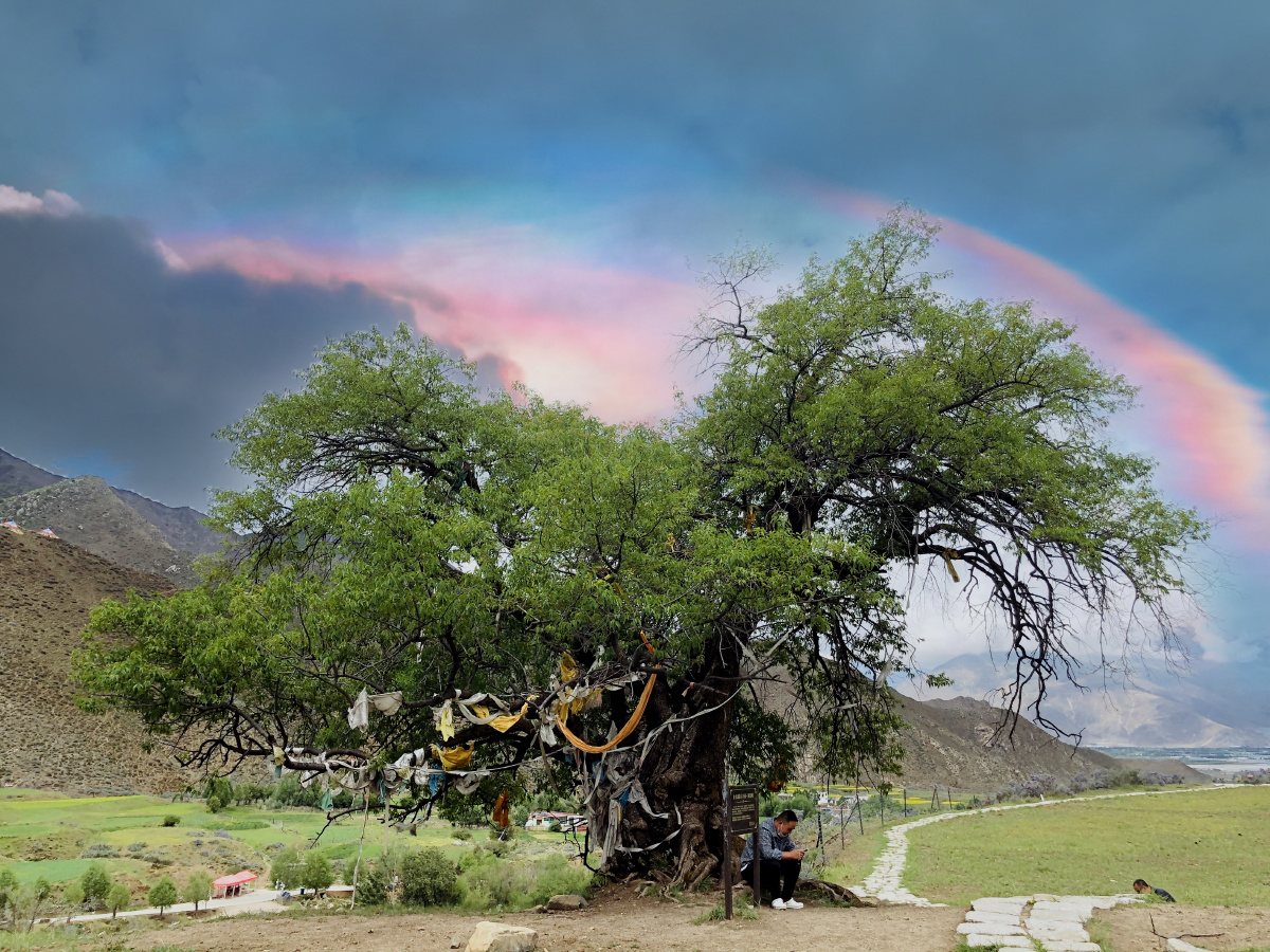 仓央嘉错古庄园相思树