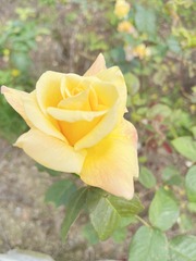 22A47A2F-DD90-442C-B07F-A2D6C06F6CA0/L0/001