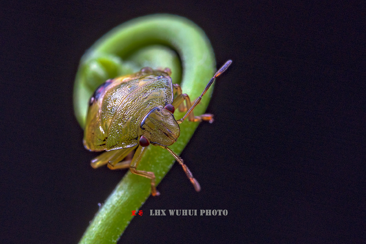 蝽象又名打屁虫臭大姐已知500余种蝽蛋白质含量高墨西哥人的最爱并建
