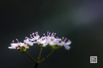 1717394