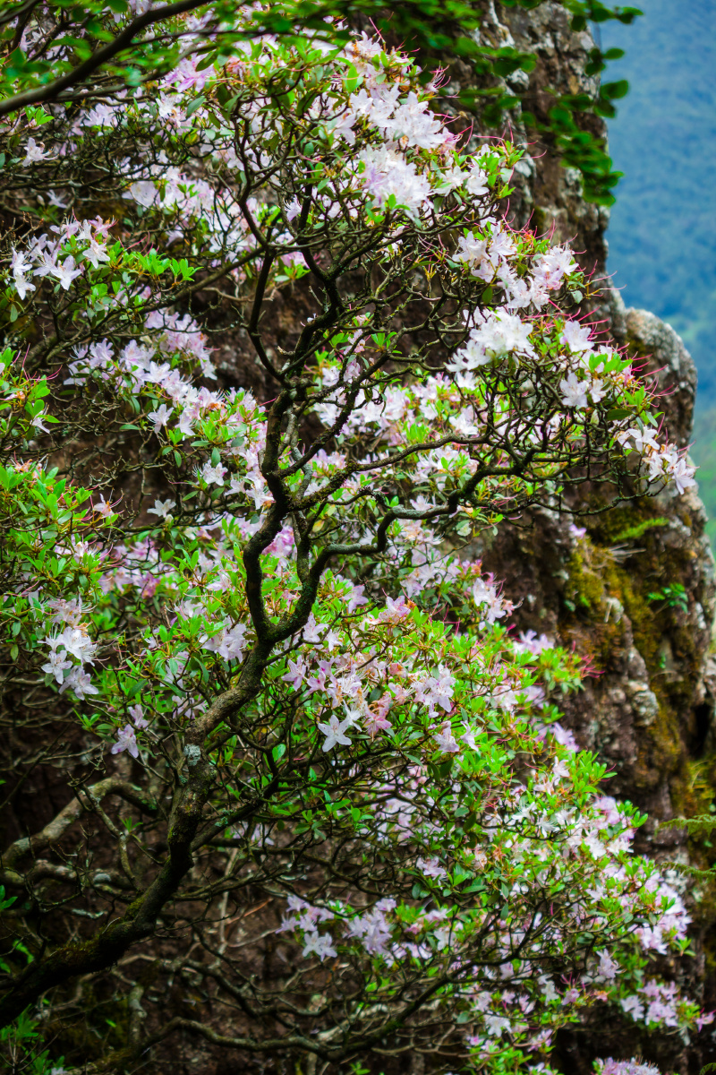 鸡足山风光 - 大理周末摄影师 - 图虫