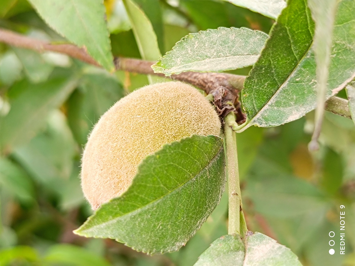 还没有成熟的野毛桃,1