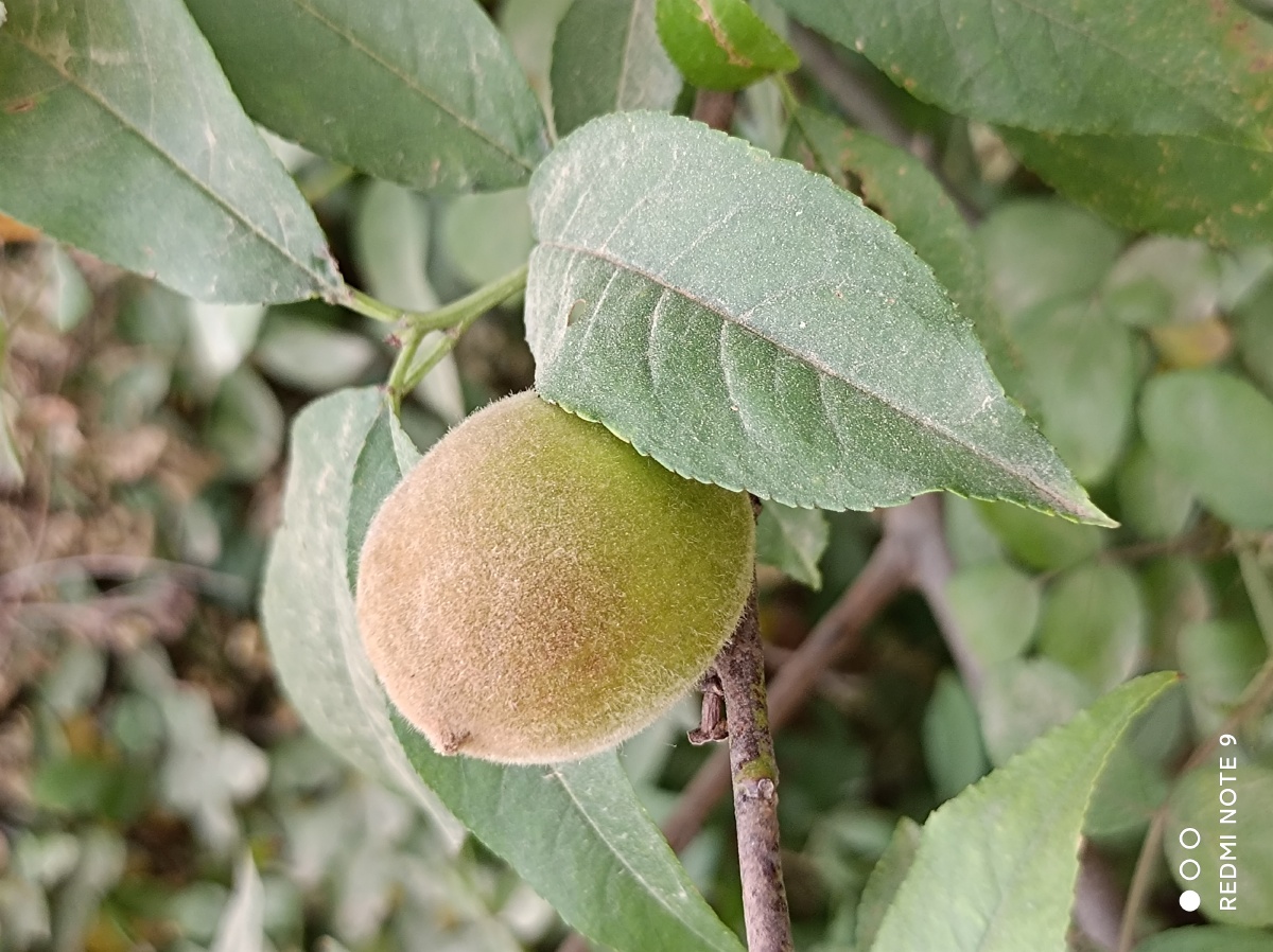 还没有成熟的野毛桃,1