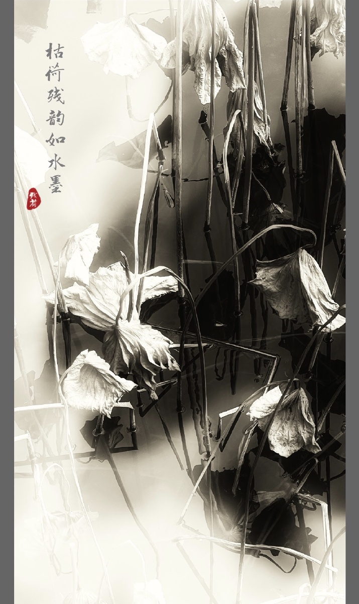 枯荷残韵如水墨