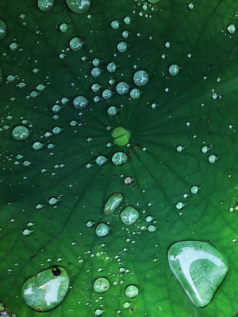 雨珠荷叶