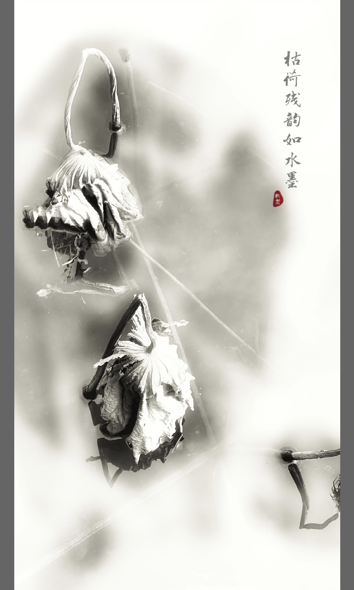 枯荷残韵如水墨