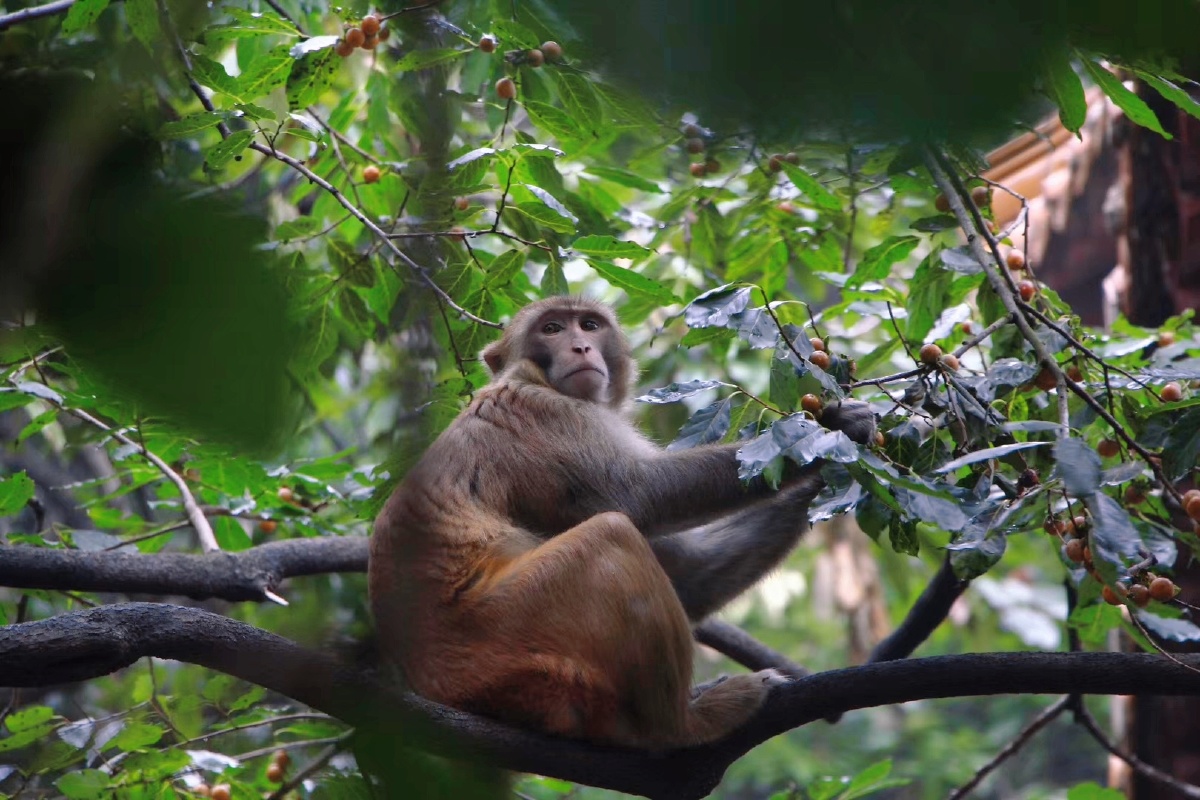 花果山水帘洞的猴子来看一下喜欢的点赞哦