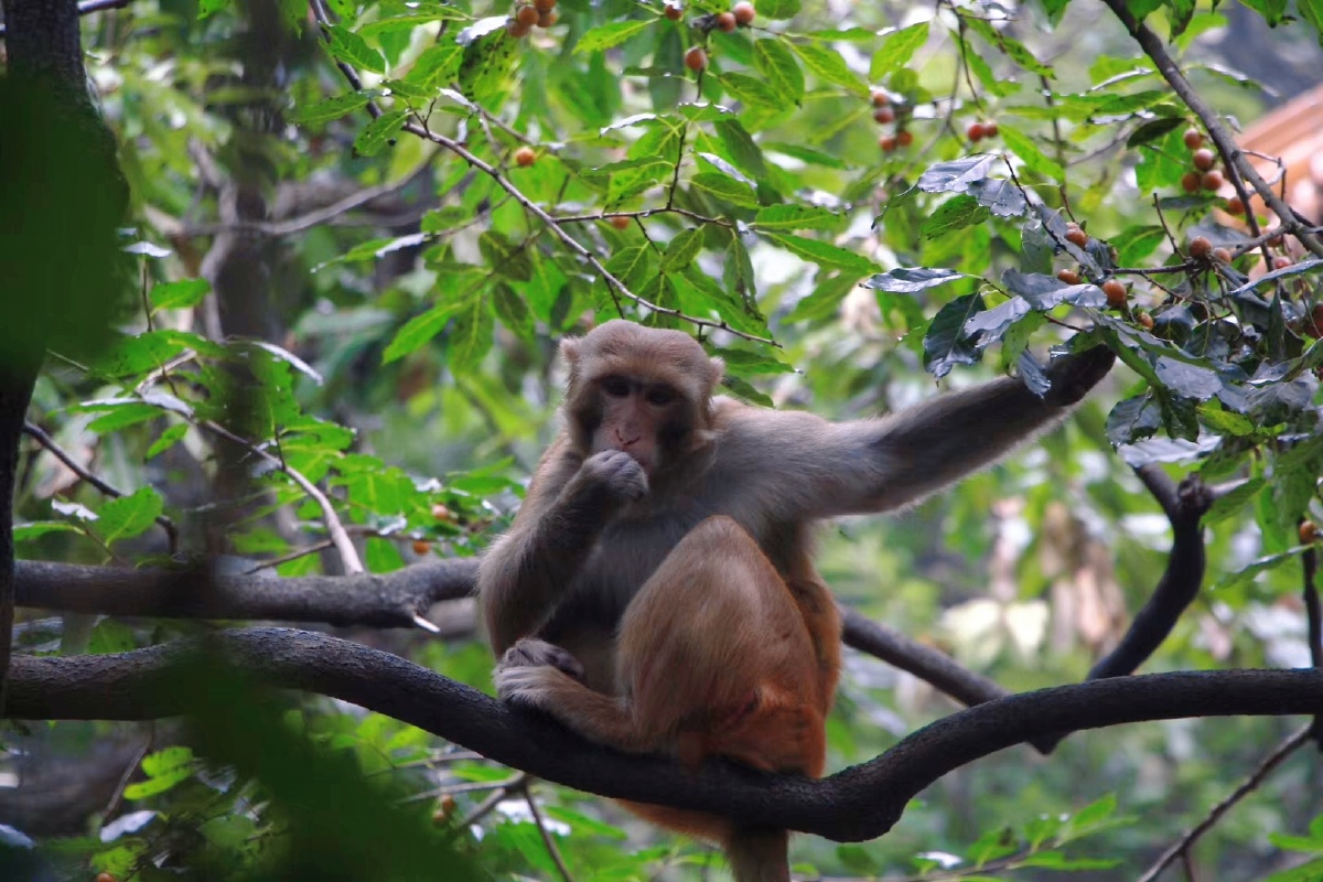 花果山水帘洞的猴子来看一下喜欢的点赞哦