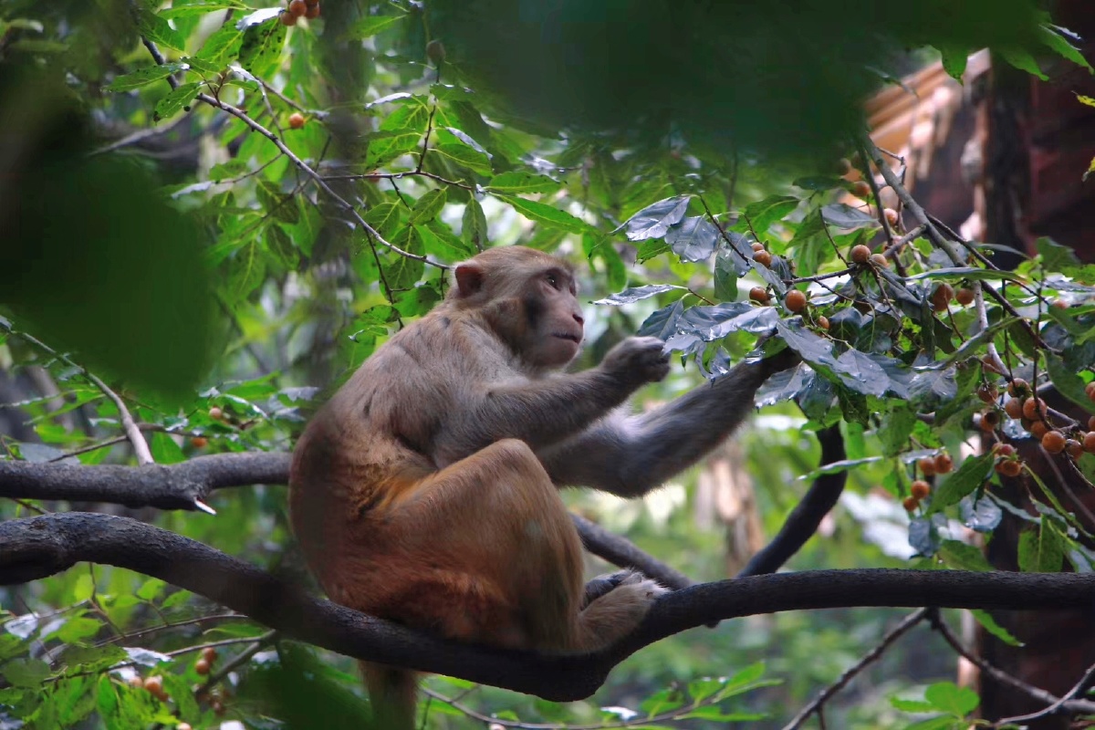 花果山水帘洞的猴子来看一下喜欢的点赞哦