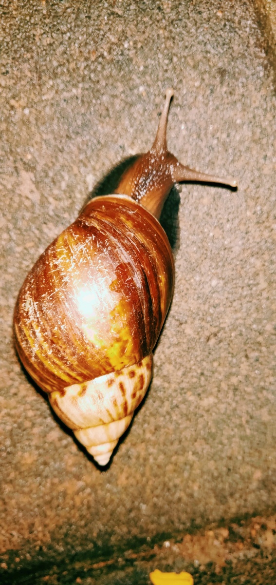 雨后大蜗牛