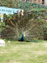 3502638