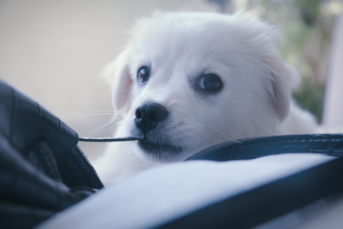 我家的狗子豆犬冷色调