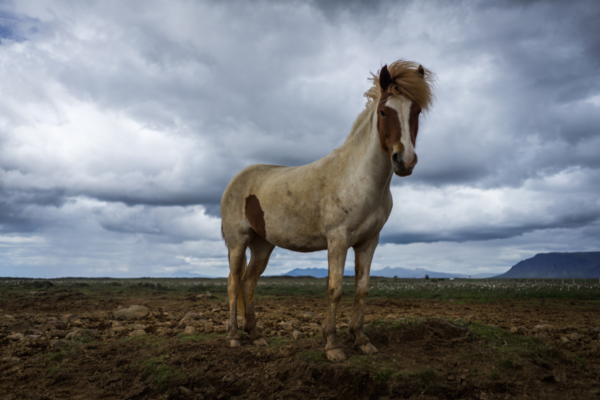冰岛马 icelandic horse - chaoworks - 图虫