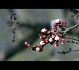 IMGP8195.jpg