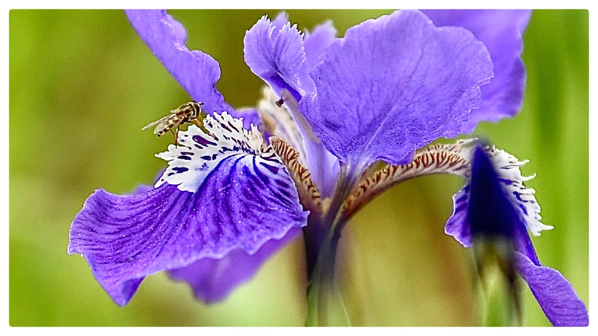 鸢尾花别名蓝蝴蝶爱丽丝鸢尾花的总花语优美爱的使者
