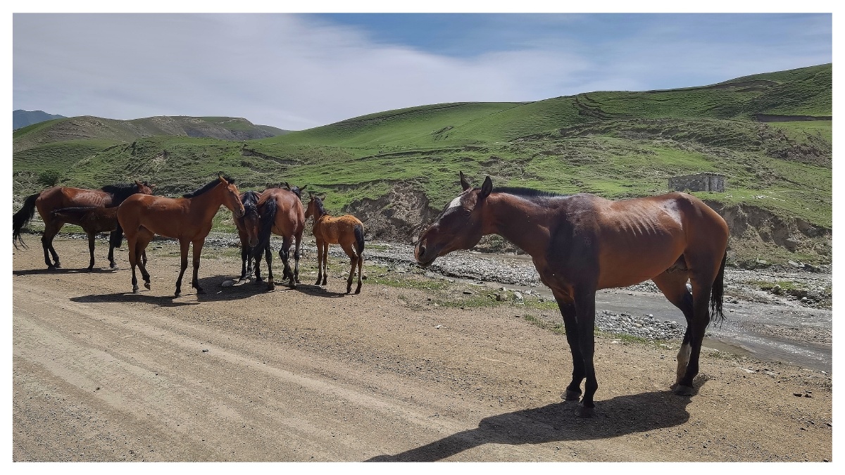 新疆一行驾精伊牧道