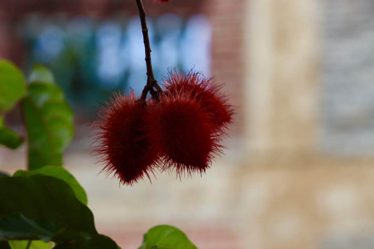 野生红毛丹(水果类) - 农民工000 - 图虫