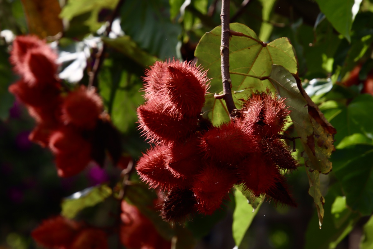 野生红毛丹(水果类) - 农民工000 - 图虫