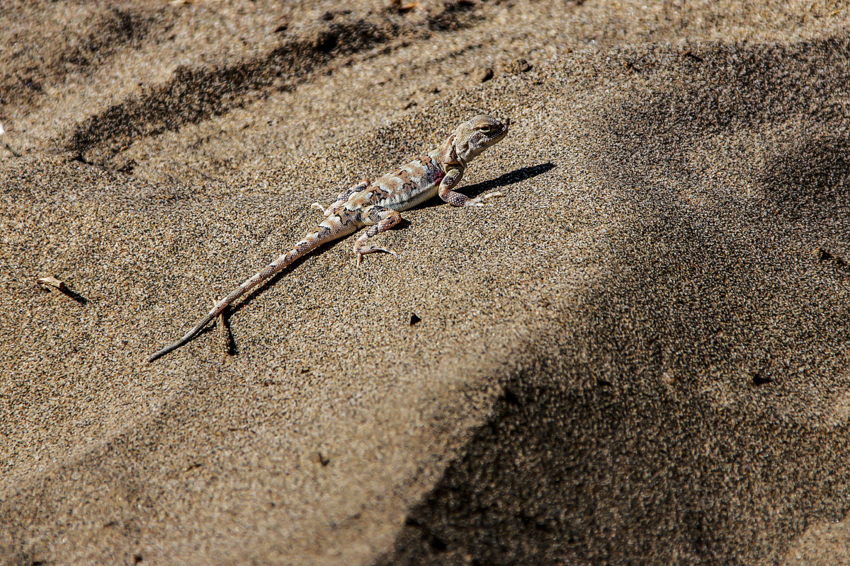 蜥蜴俗称四脚蛇又称蛇舅母在世界各地均有分布属于冷血爬虫类其种类