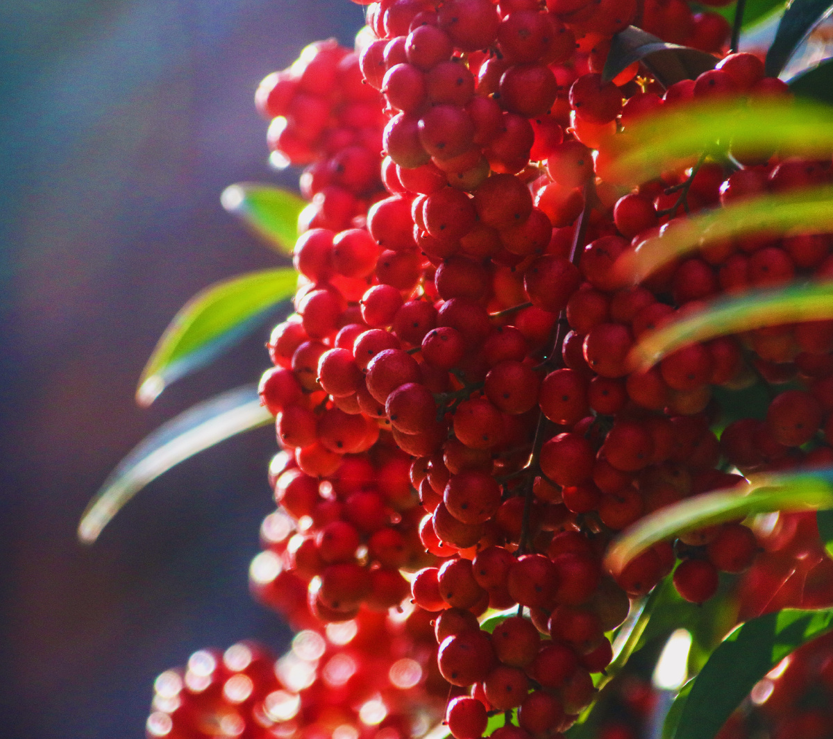 沙棘别名醋柳黄酸刺酸刺柳黑刺酸刺沙棘被日本称为长寿果俄罗斯称为第