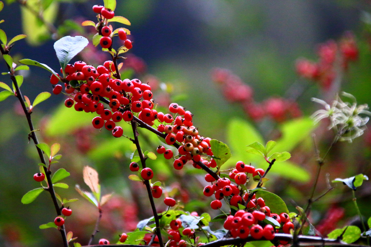 沙棘别名醋柳黄酸刺酸刺柳黑刺酸刺沙棘被日本称为长寿果俄罗斯称为第