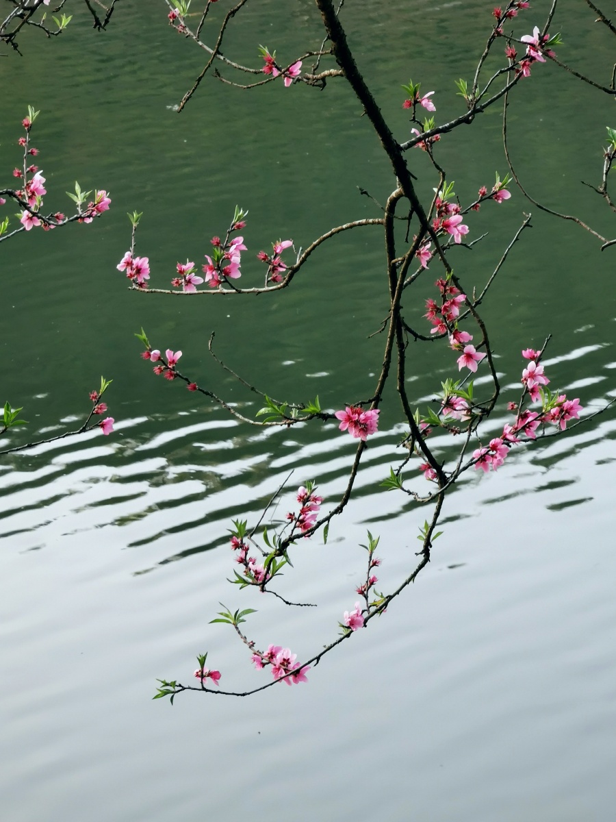 桃花潭水李白诗桃花潭水深千尺不及汪伦送我情