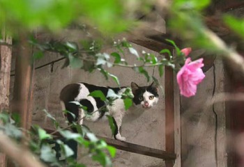 花样喵生