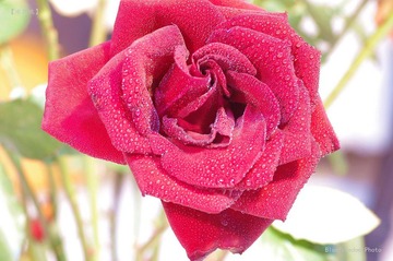nEO_IMG__DOU1140.jpg