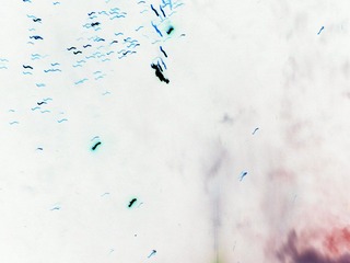C-IMME0769.JPG