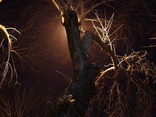 nEO_IMG_IMME0872.jpg