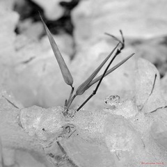 nEO_IMG_IMME1318.jpg