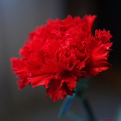 nEO_IMG_IMME1346.jpg