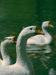 nEO_IMG_鹅 (7).jpg