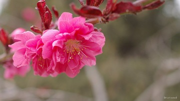 nEO_IMG_IMME2683.jpg