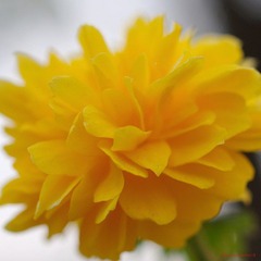 nEO_IMG_花草 (2).jpg